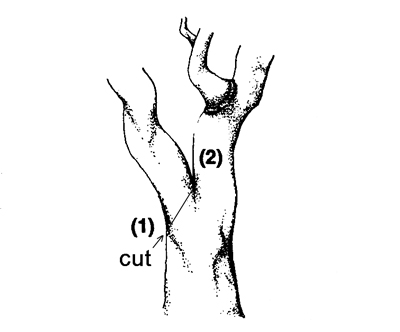 Fig. 6: Numbered illustration showing proper technique for cutting V-shaped crotches. 